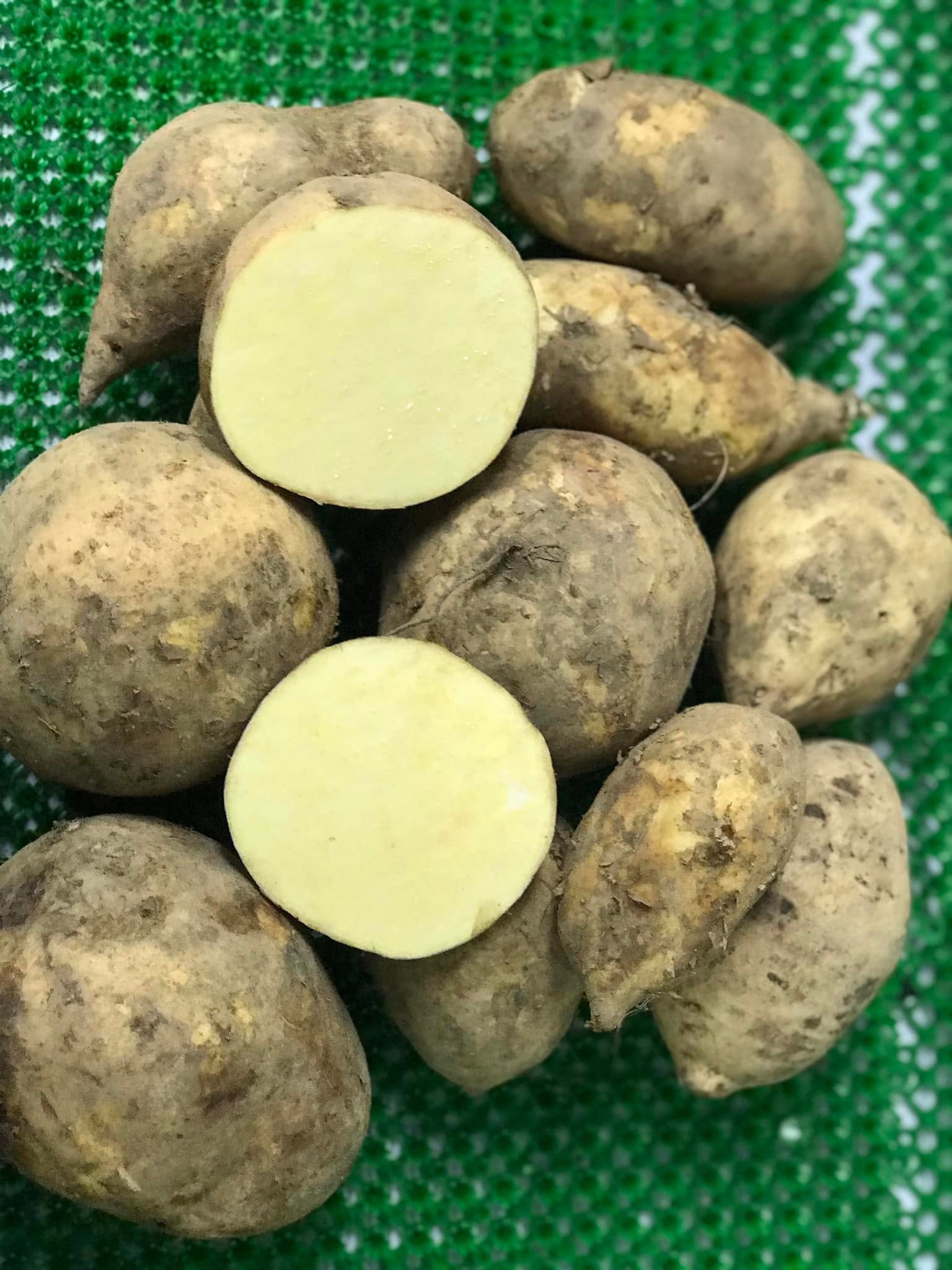 Ubi Bolu Putih Import